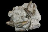 Fossil Belemnite (Paxillosus) Cluster - Mistelgau, Germany #139010-1